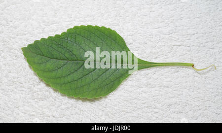 Boldo leaf: Green plant named Boldo da Terra. Plant used to make tea e produtos medicinais. Stock Photo