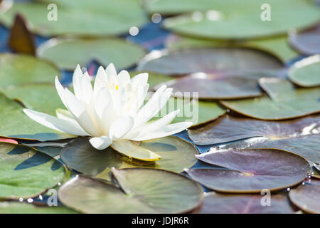 Backlit sunlight white water lily single flower in summer lake Stock Photo
