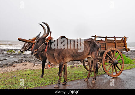 An Empty Bullock Cart Stock Photo