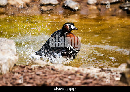 This beautiful Duck having its Morning Shower Stock Photo