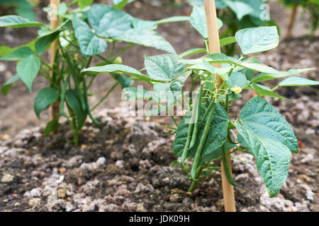 Dwarf Bean plants 'Ferrari' growing in compost-rich soil in a vegetable garden, UK. Stock Photo