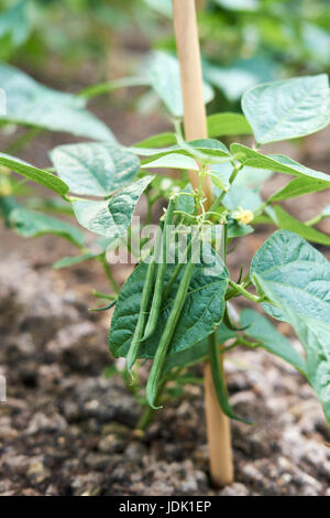 Dwarf Bean plants 'Ferrari' growing in compost-rich soil in a vegetable garden, UK. Stock Photo