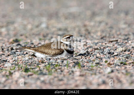 Killdeer, Charadrius vociferus, bird nesting on rocks Stock Photo
