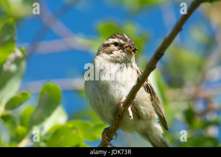 Clay-colored sparrow (Spizella pallida) perched on a tree branch with insects to feed offspring in its mouth, Lois Hole Provincial Park, Alberta. Stock Photo