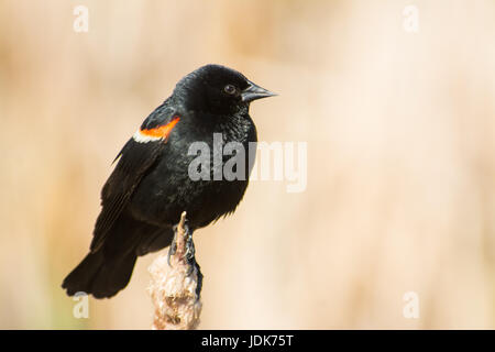 Male red-winged blackbird (Agelaius phoeniceus) perched on the tip of a  dried cat-tail in the Lois Hole Provincial Park, Alberta, Canada. Stock Photo