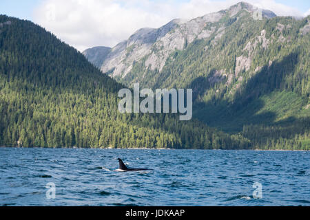 A lone resident killer whale swims in the distance in Whale Channel, in the Great Bear Rainforest region of British Columbia, Canada. Stock Photo