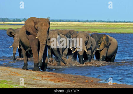 Elephant's cookers in the water hole, Elefantenherde am Wasserloch Stock Photo