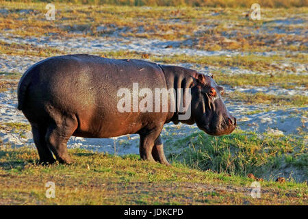 Nile horse in the Chobe Nationwide park in Botswana, Nilpferd im Chobe National Park in Botswana Stock Photo