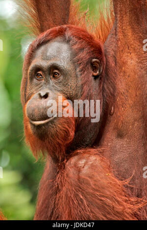 Orang-utan - portrait, Orang-Utan - Portraet Stock Photo