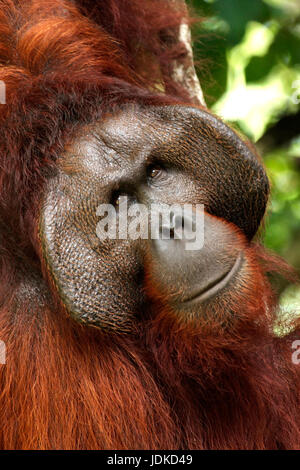 Orang-utan little man - portrait, Orang-Utan Maennchen - Portraet Stock Photo