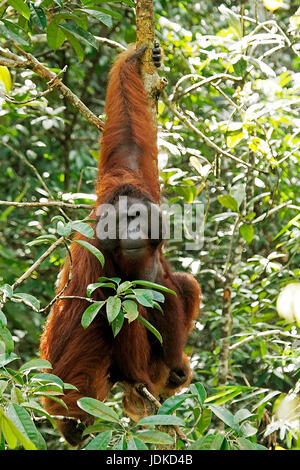 Orang-utan little man, Orang-Utan Maennchen Stock Photo