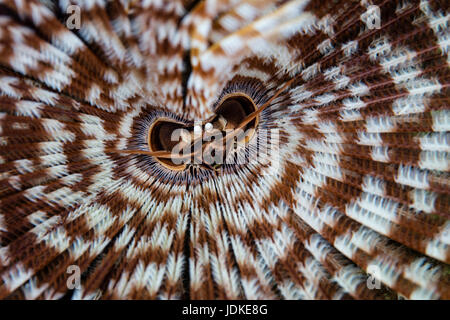 Feather Duster Worm, Sabellastarte, Raja Ampat, West Papua, Indonesia Stock Photo