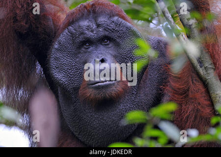 Place: Tanjung Puting NP., Borneo, Indonesia, Ort: Tanjung Puting NP., Indonesien Stock Photo