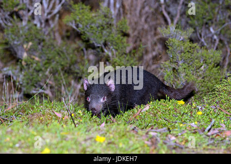 Young bag devil creeps from the wood, Junger Beutelteufel schleicht aus dem Wald Stock Photo