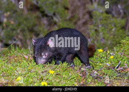 Young bag devil sniffs in a meadow, Junger Beutelteufel schnuppert in einer Wiese Stock Photo