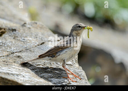 Bergpieper with feed in the beak sits on a stone, Bergpieper mit Futter im Schnabel sitzt auf einem Stein Stock Photo