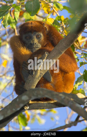 Red Howler Monkey - red howling monkey, Red Howler Monkey - Roter Bruellaffe Stock Photo