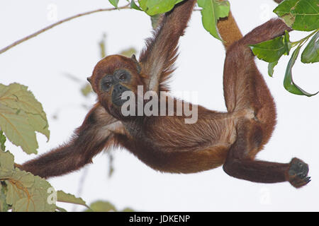 Red Howler Monkey - red howling monkey, Red Howler Monkey - Roter Bruellaffe Stock Photo