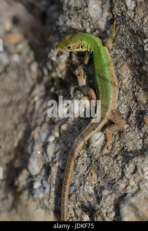 Emerald lizards female suns itself on a stone, Smaragdeidechsen Weibchen sonnt sich auf einem Stein Stock Photo