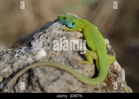 Emerald lizards little man suns itself on a stone, Smaragdeidechsen Männchen sonnt sich auf einem Stein Stock Photo