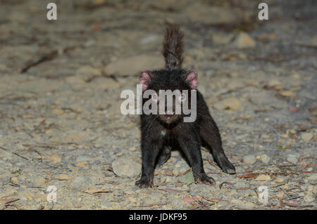 Young bag devil stands on stony ground, Junger Beutelteufel steht auf steinigem Boden Stock Photo