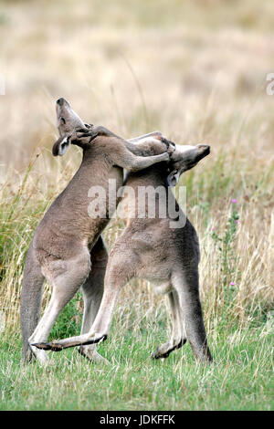 Grampians national park., Australia, fighting Riesenk?ngurus, Grampians Nationalpark., Australien, Kämpfende Riesenkängurus Stock Photo