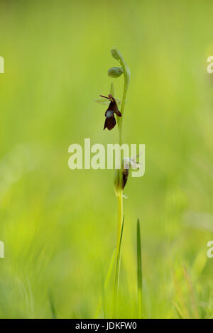 Fliegenragwurz inflorescence on a meadow, Fliegenragwurz Blütenstand auf einer Wiese Stock Photo