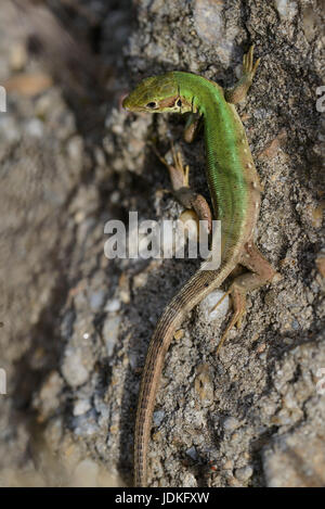 Emerald lizards female suns itself on a stone, Smaragdeidechsen Weibchen sonnt sich auf einem Stein Stock Photo