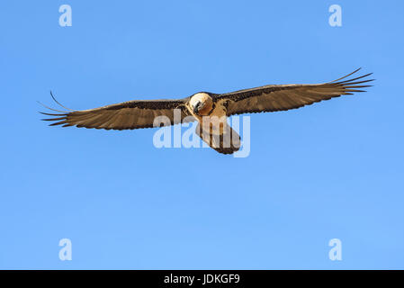 Beard vulture flies in the blue sky, Gypaetus barbatus,, Bartgeier fliegt am blauen Himmel Stock Photo