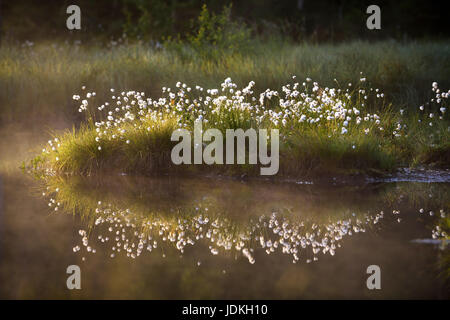 Cotton grass in the back light with reflexion in a moor lake, Eriophorum spec., Wollgras im Gegenlicht mit Spiegelung in einem Moorsee Stock Photo