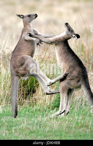 Grampians national park., Australia, Grampians Nationalpark., Australien  Kämpfende Riesenkängurus Stock Photo