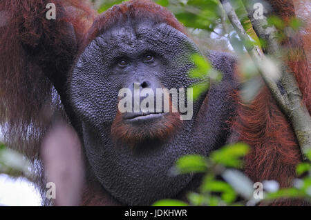 Place: Tanjung Puting NP., Borneo, Indonesia, Ort: Tanjung Puting NP., Indonesien Stock Photo