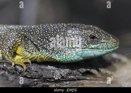 Saurians, real lizards, Lacertidae, Lacertilia, portrait, reptiles, Schuppenkriechtiere, Scincomorpha, Skinkartige, Squamata Stock Photo