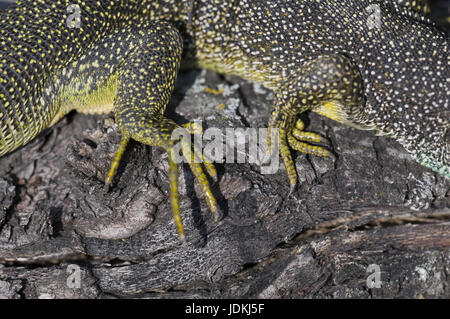 Saurians, real lizards, Lacertidae, Lacertilia, portrait, reptiles, Schuppenkriechtiere, Scincomorpha, Skinkartige, Squamata Stock Photo