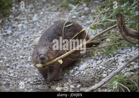Beavers, Castoridae, rodents, Rodentia, mammals Stock Photo