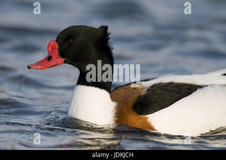 Anatidae, Anseriformes, duck's birds, goose's birds, half geese, Kasarkas, Tadorna, Tadorninae, birds, water birds Stock Photo