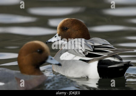 Anatidae, Anseriformes, ducks, duck's birds, goose's birds, birds Stock Photo