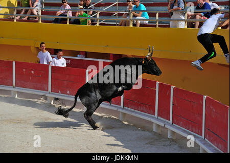 Stierkampf in der Arena von Saintes Maries de la Mer, La Camargue, Provence, Frankreich, Europa Stock Photo