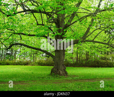 Old linden tree in a parklike setting. Stock Photo