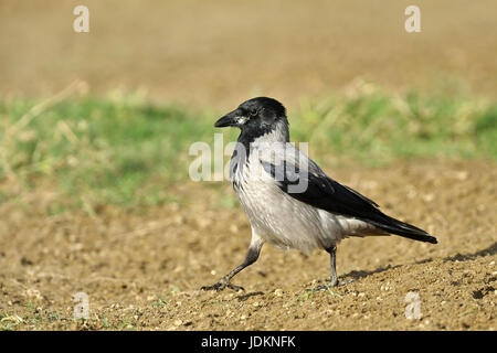Nebelkrähe, Corvus corone cornix, Carrion Crow Stock Photo