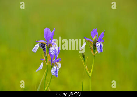 Blaue Schwertlilie (Irsis sibirica)