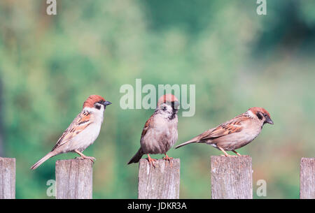 little birds sit on the fence and curious look to the side Stock Photo