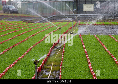 Commercial salad crop seedlings nursery;  Heavy watering required for young plants on the 5th day of extreme temperatures.  This area known as the salad bowl of Lancashire produces a full range of lettuce for supermarkets throughout the year.  Priced at £1.60 per cubic meter watering adds significantly to the costs of the product which is supplied to many farms in the area. Stock Photo