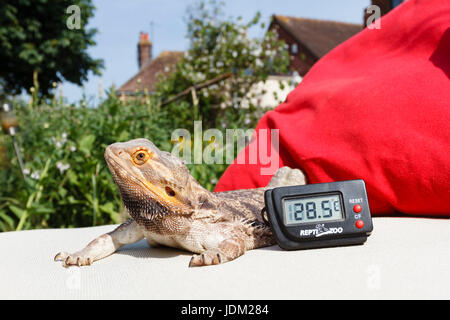 .21st Jun 2017.UK weather.Fenster the bearded dragon enjoys basking in the sun this morning as temperatures reach into the high 20s.  Thermometer probe was placed in the shade giving more accurate temperature readings. East Sussex,UK Credit: Ed Brown/Alamy Live News Stock Photo