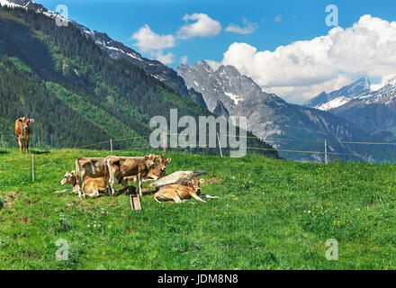Cows on green grass in the Alps of Switzerland Stock Photo