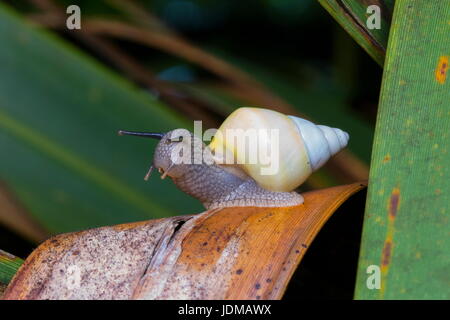 A Florida tree snail, Liguus fasciatus. Stock Photo