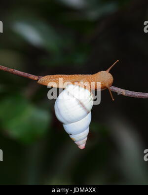 A Florida tree snail, Liguus fasciatus. Stock Photo