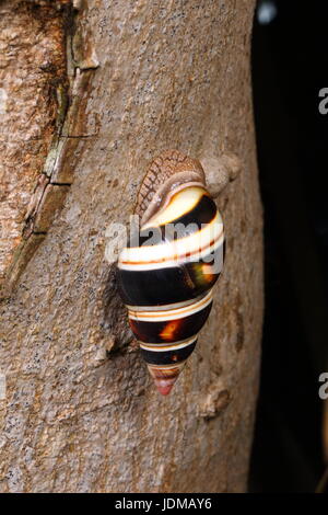 A Florida tree snail, Liguus fasciatus. Stock Photo