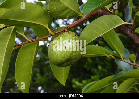 annona glabra