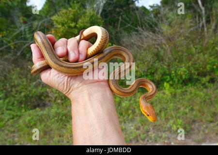 A man holds a yellow rat snake, Pantherophis obsoleta quadrivittata. Stock Photo